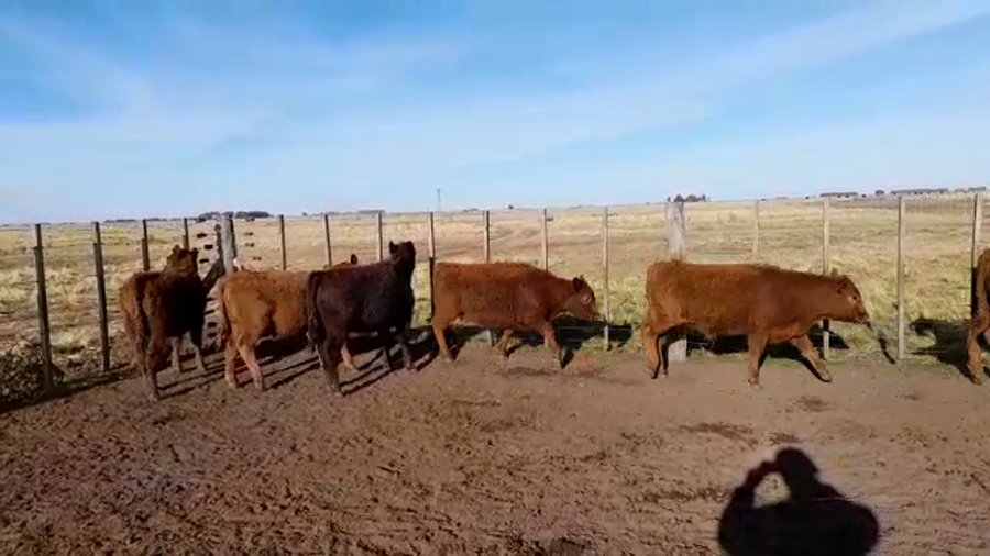 Lote 11 Terneros/as en Benito Juárez, Buenos Aires