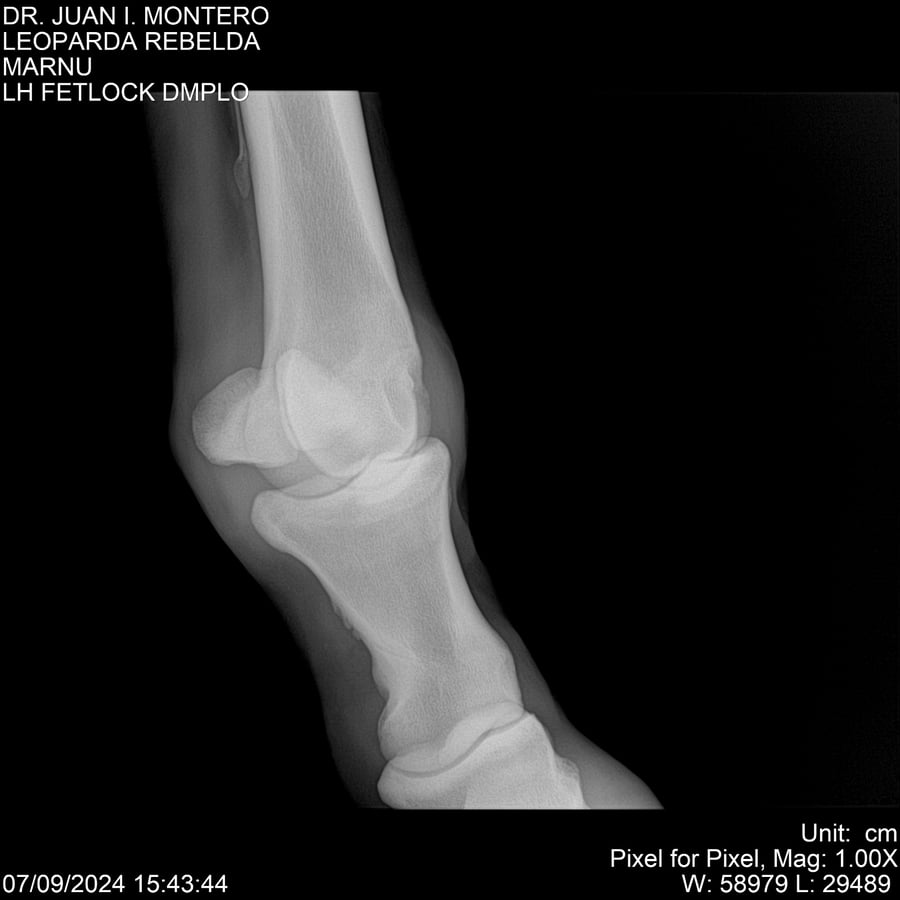 Lote LEOPARDA REBELDE