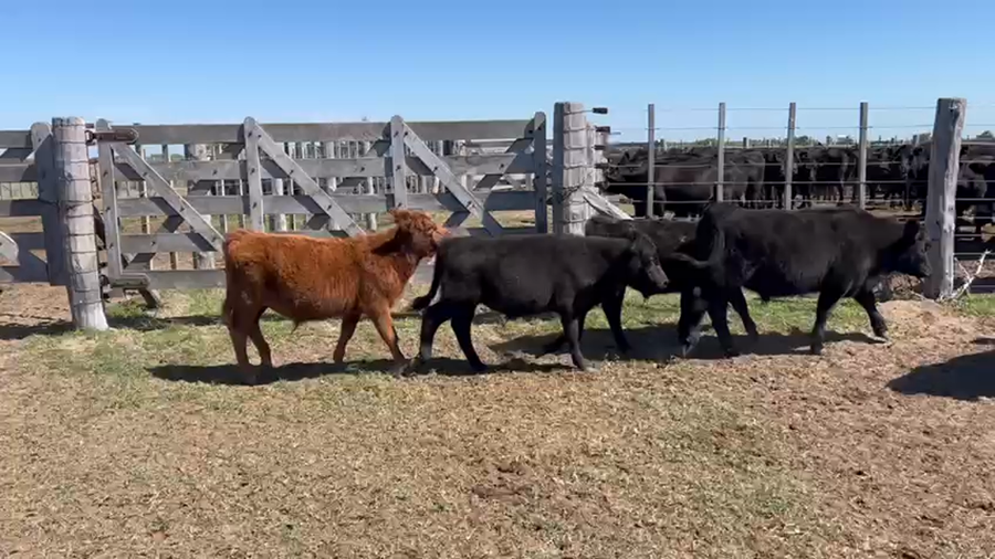 Lote 110 Terneros en Punta Indio, Buenos Aires