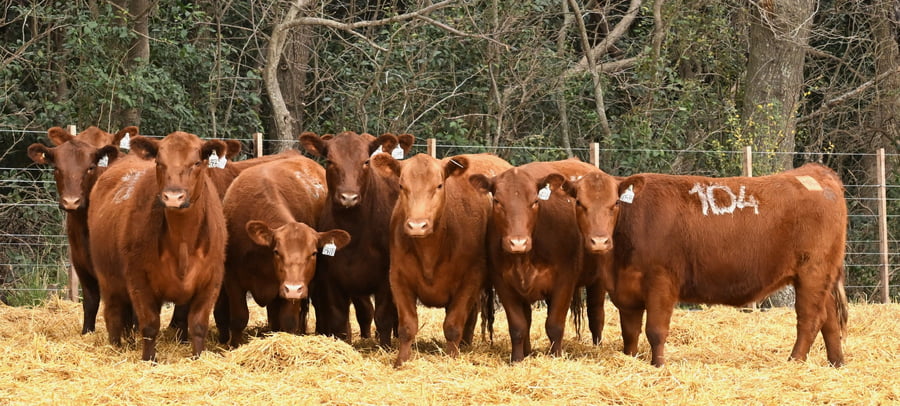 Lote VAQUILLONAS ANGUS PC OTOÑO
