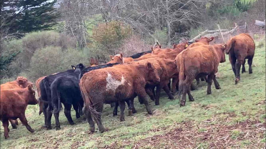 Lote 27 Novillo Engorda en Frutillar, X Región Los Lagos