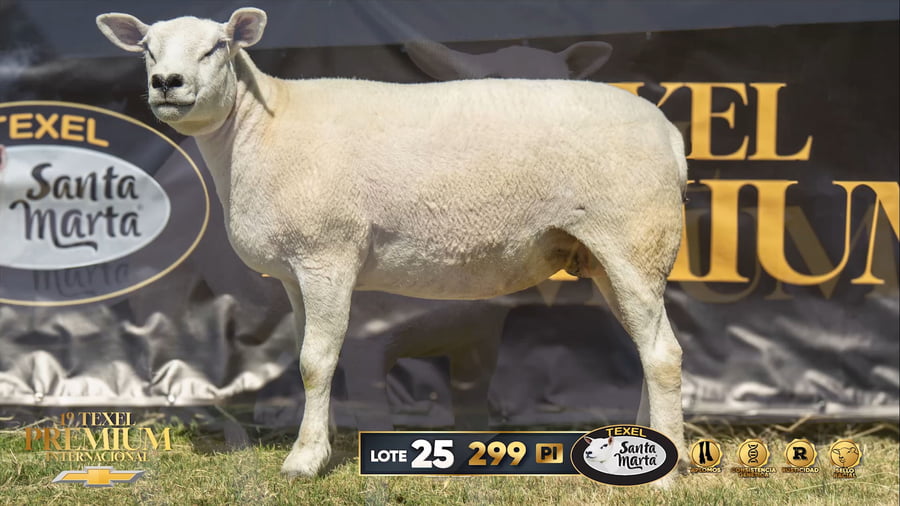 Lote Borregas a remate en 1º Texel Premium Internacional, Canelones