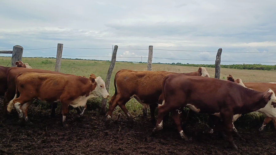 Lote 64 Terneros/as en Corrientes, Sauce