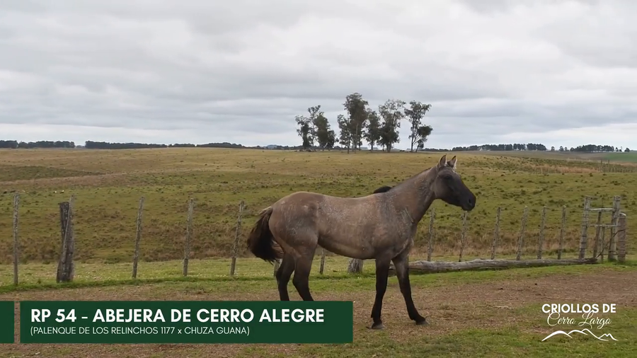 Lote ABEJERA DE CERRO ALEGRE