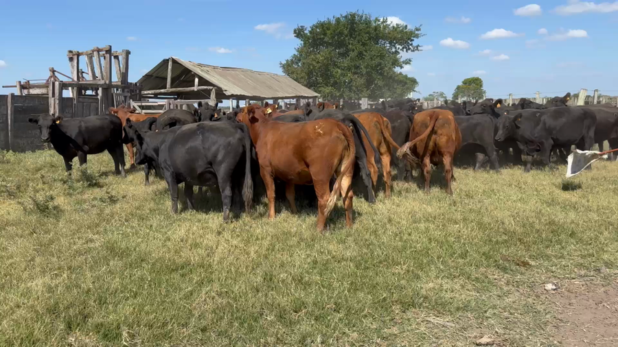 Lote 62 Vientres Preñados en Turupí, Tacuarembó