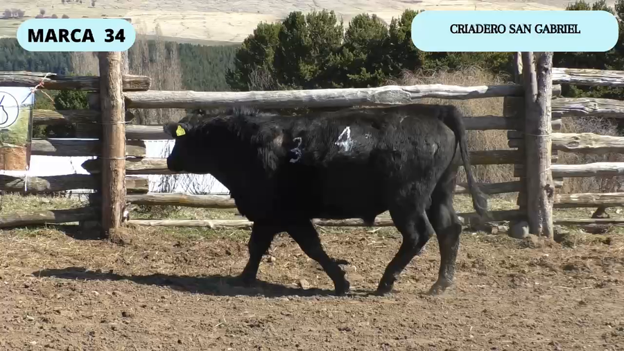 Lote 1 Toro en Coyhaique, XI Región Aysén