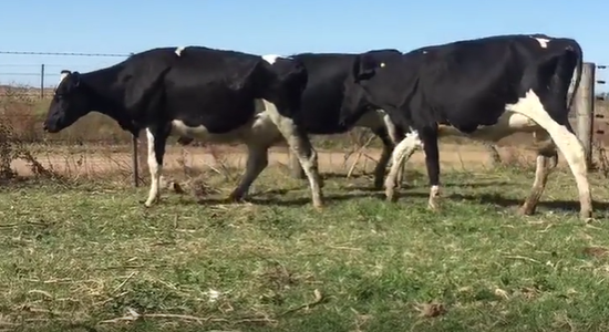 Lote 3 Vaquillonas en Cañada Rosquín, Santa Fe