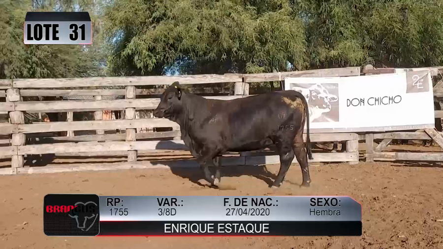 Lote Nacional de Otoño Brangus Campo - Lote 31