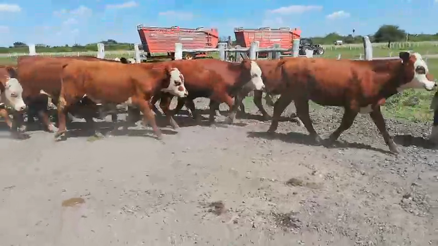 Lote 60 Terneros en Federal, Entre Ríos