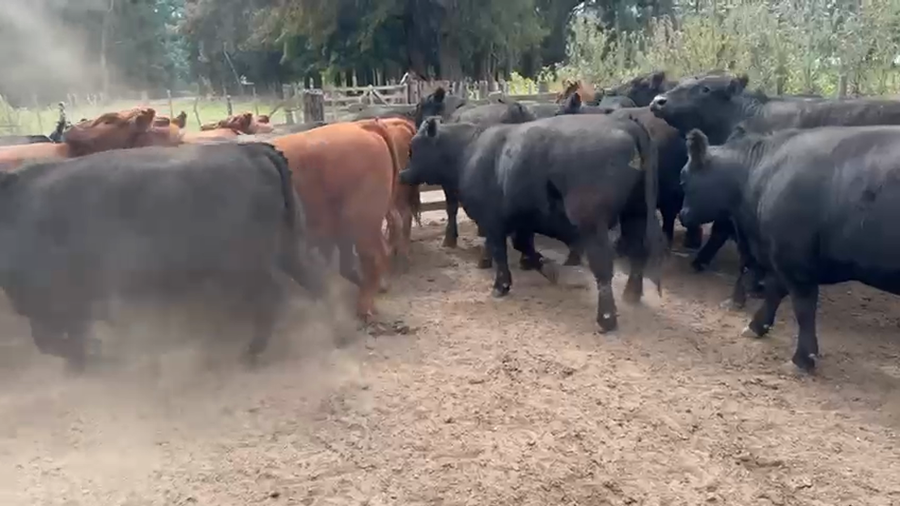 Lote 42 Novillos