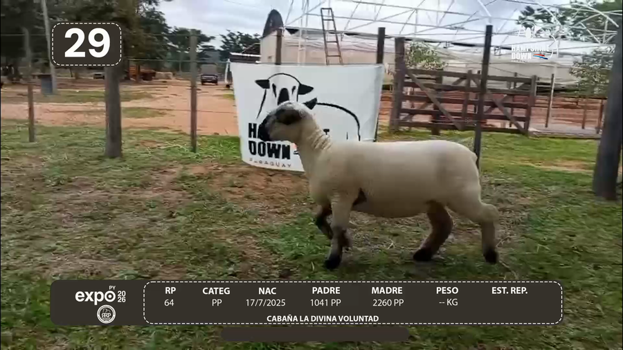 Lote LOTE 29 - CAMPO