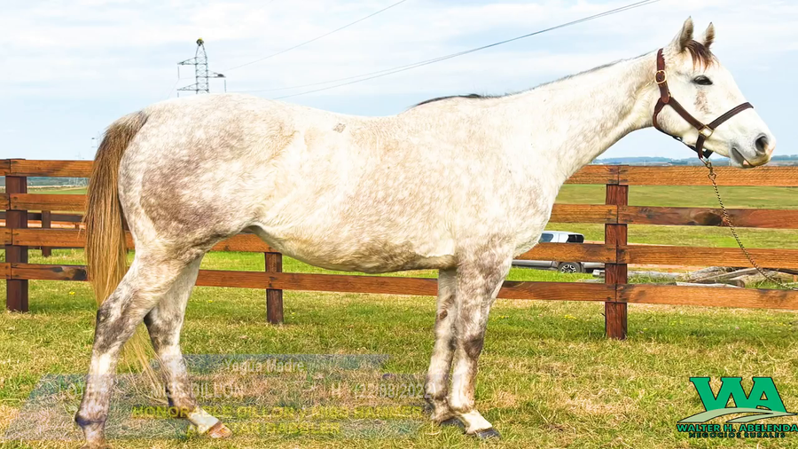 Lote MISS DILLON