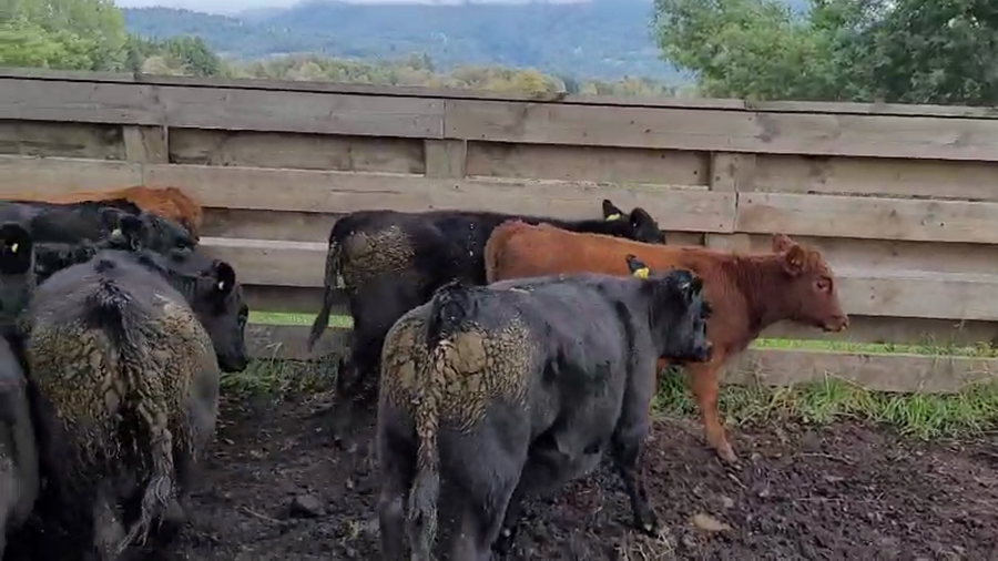 Lote 47 Ternera en Melipeuco, IX Región Araucanía