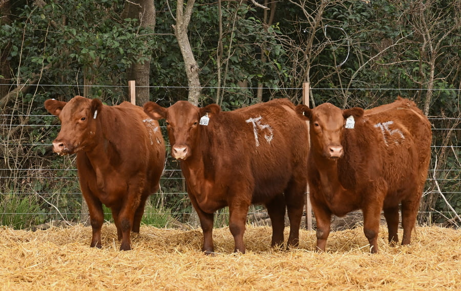Lote VAQUILLONAS ANGUS PC OTOÑO