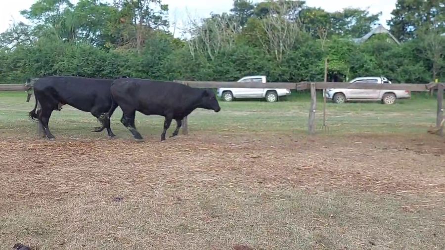 Lote 57 Vacas CUT preñadas