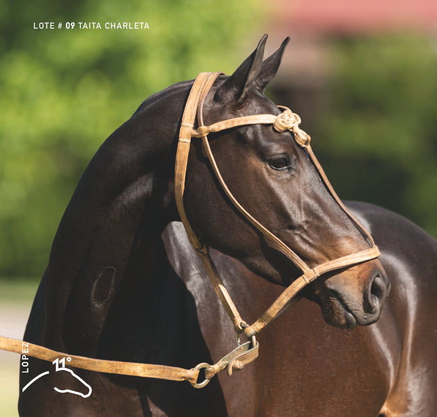 Lote TAITA CHARLETA - T/E (DOLFINA GUITARRERO - TAITA GOSSIP GIRL)