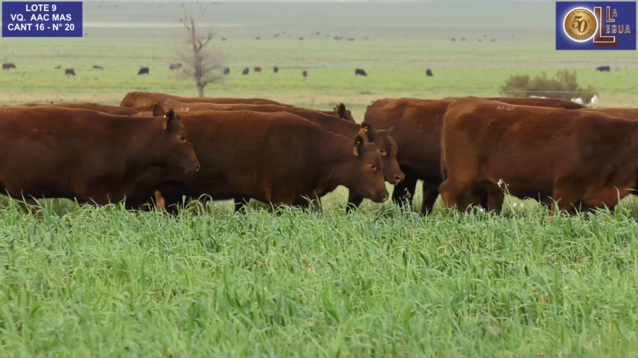 Lote VAQ. ANGUS COLORADAS  MAS C/GTÍA DE PREÑEZ