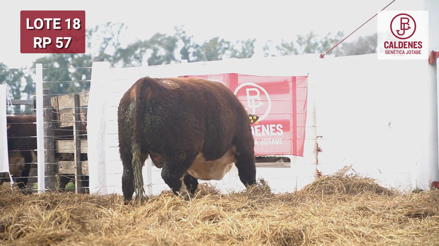 Lote Toro PR