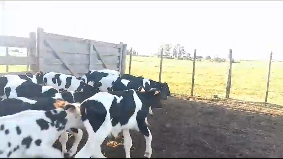 Lote terneros hol 15