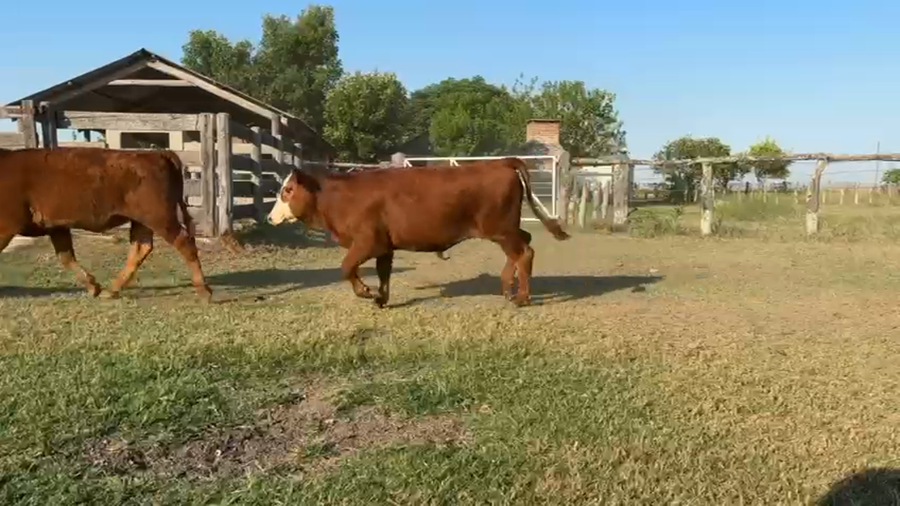 Lote 20 Terneros en Corrientes, Sauce