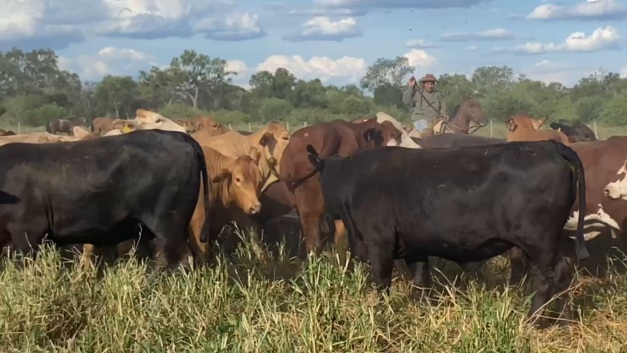 Lote 48 Vaquillonas preñadas en Laguna Yema, Formosa