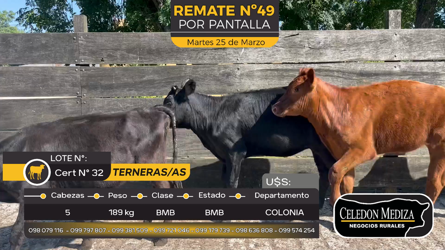 Lote 5 Terneros y Terneras en Paso Antolín, Colonia