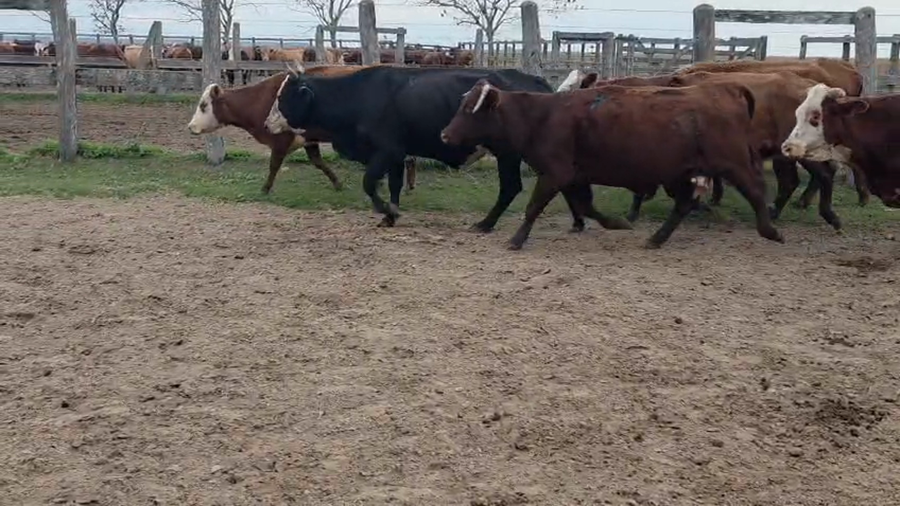Lote 50 Vacas de invernar en Corrientes, Chavarría