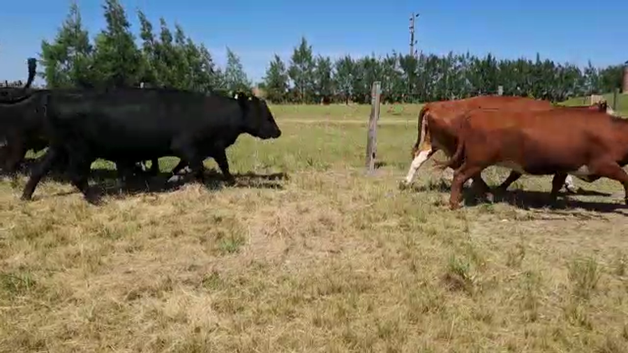 Lote 6 Vacas de Invernada en San Jose