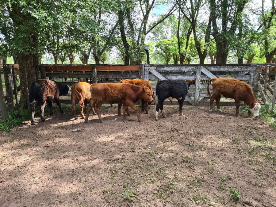 Lote 6 Terneros en Gral. Lamadrid, Buenos Aires