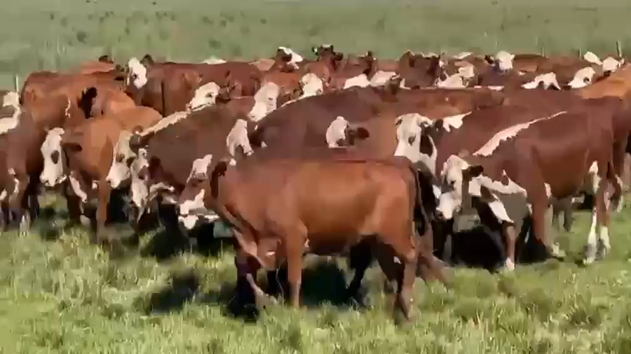 Lote 60 Novillos a Término en Corrientes, Mercedes