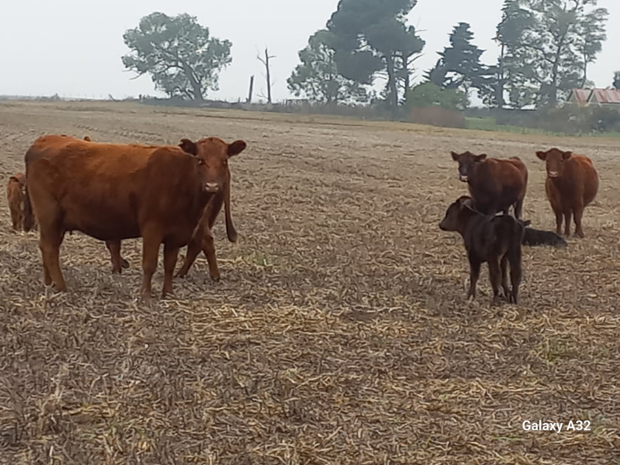 Lote 25 Vaquillonas C/ cria en Daireaux