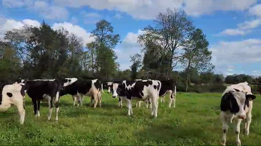 Lote 40 Ternero en Freire, IX Región Araucanía