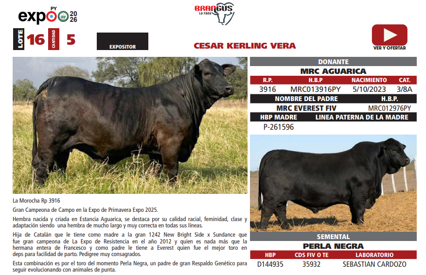 Lote LOTE 16