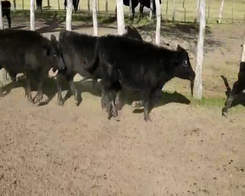 Lote 65 Terneros/as en Villaguay, Entre Ríos