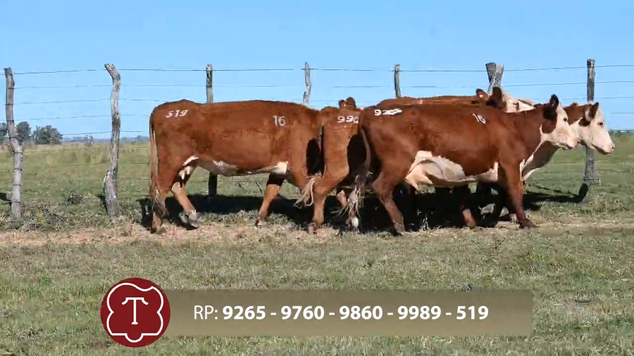 Lote Don Carlos de Thompson - Escritorio Dutra