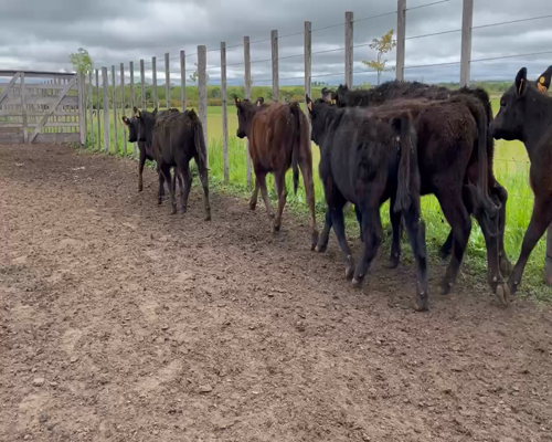 Lote 35 Terneras en Soriano