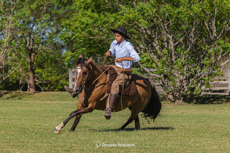 Lote INFANTA DE LA COLNA