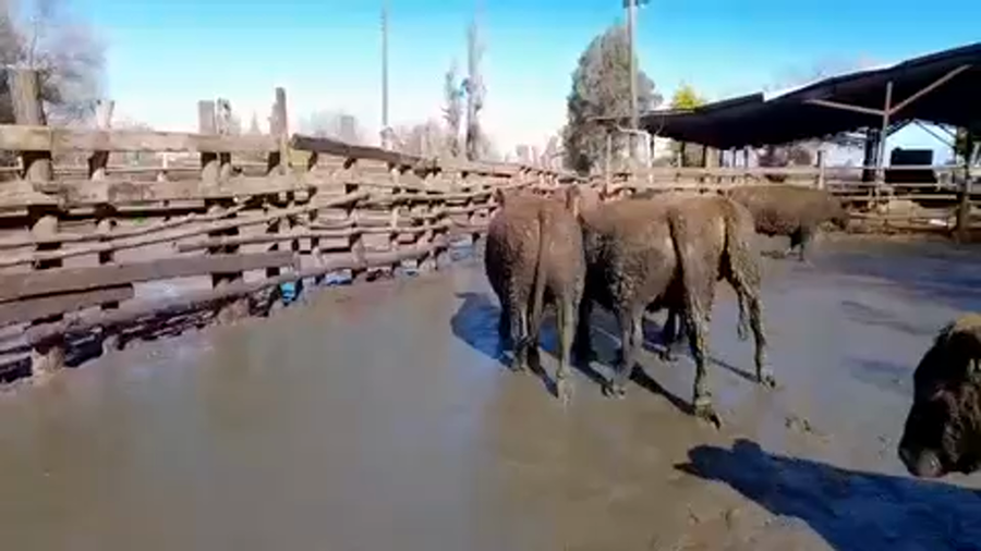 Lote 45 Novillo Gordo en Linares, VII  Región Maule