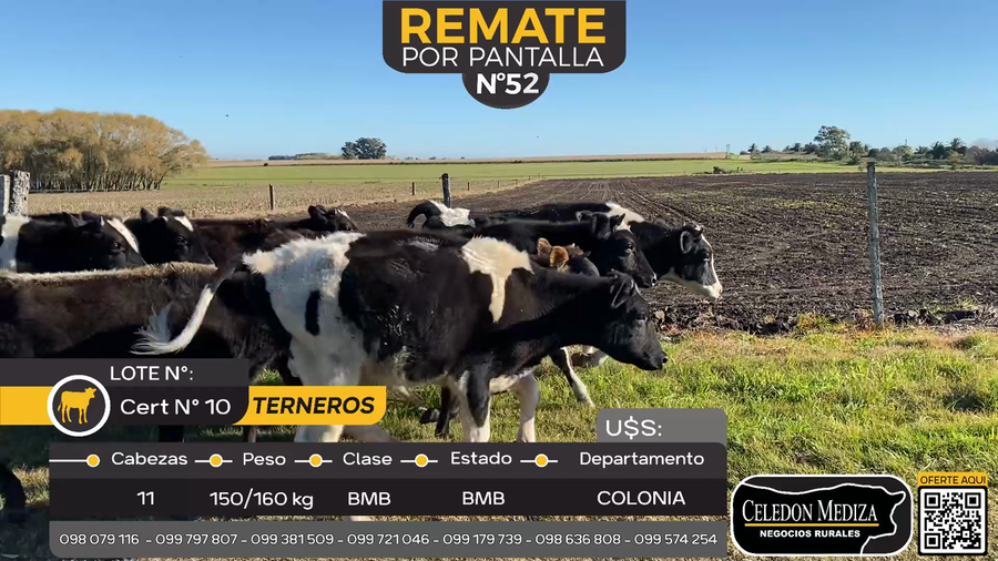 Lote 11 Terneros en Estanzuela, Colonia
