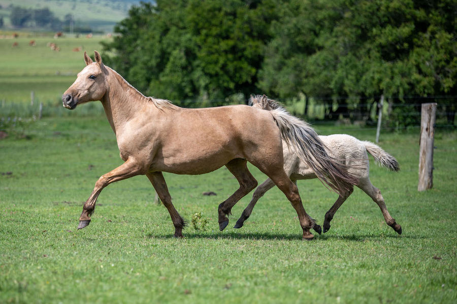 Lote CENTELLA MORA DEL BAMBURRAL