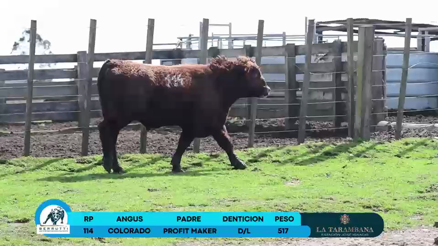 Lote Toro