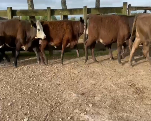 Lote 14 Terneras