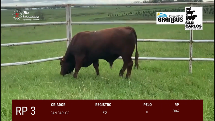 Lote Toros a remate en 14º Nacional Brangus, Tacuarembó