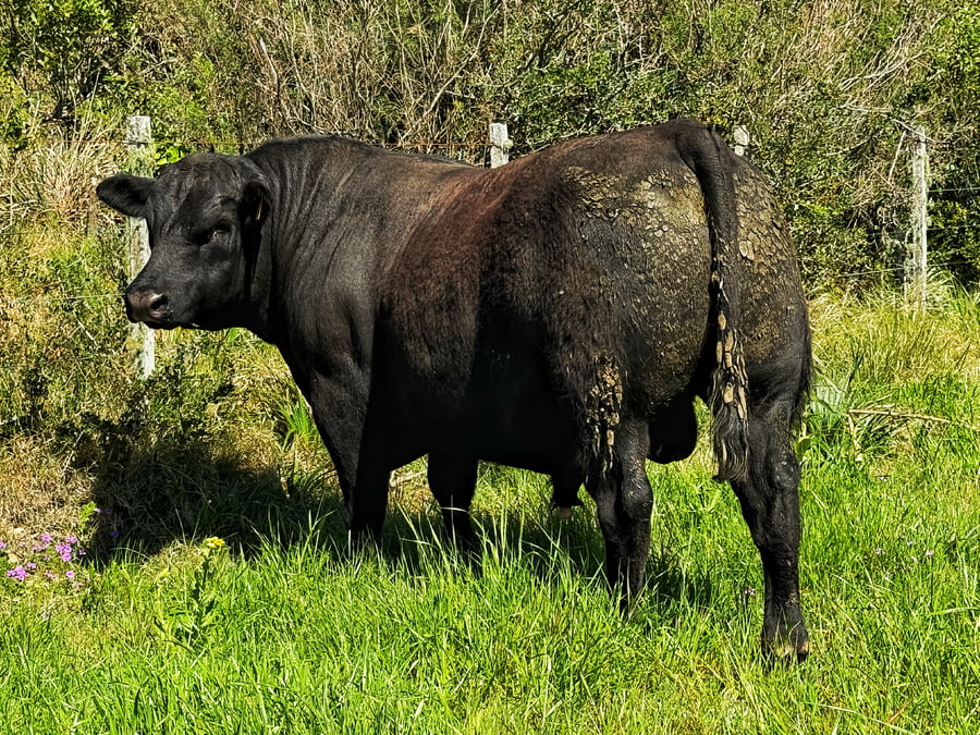 Lote Toros a remate en 4º Remate Don Nestor, Rocha