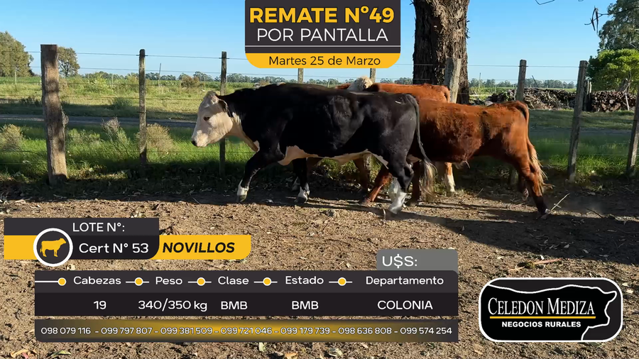 Lote 19 Novillos en Otra Localidad, Colonia
