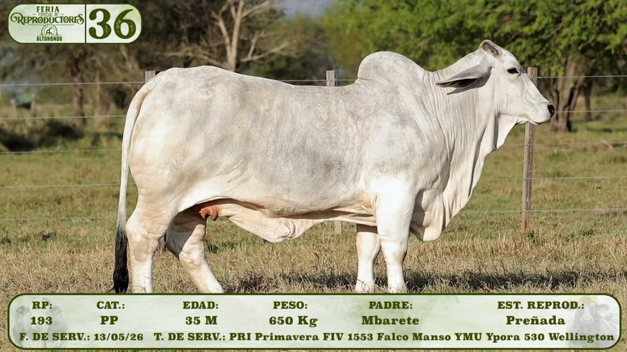 Lote LOTE 36