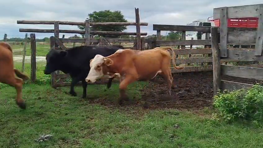 Lote 120 Novillitos