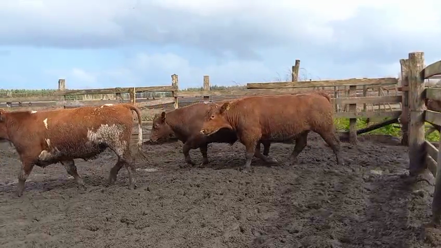 Lote 40 Novillo Gordo en Cabrero, VIII Región Biobío