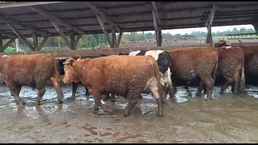 Lote 16 Novillo Gordo en Los Ángeles, VIII Región Biobío