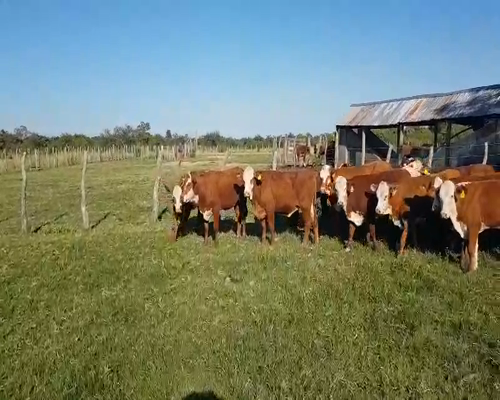 Lote 70 Terneras en Esquina, Corrientes